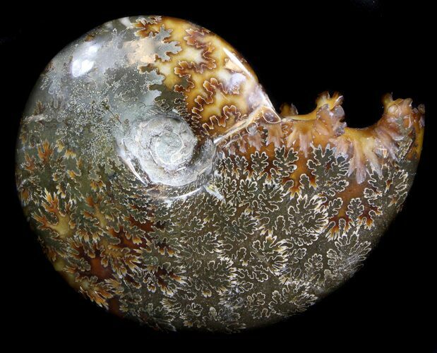 Cleoniceras Ammonite Fossil - Madagascar #36727